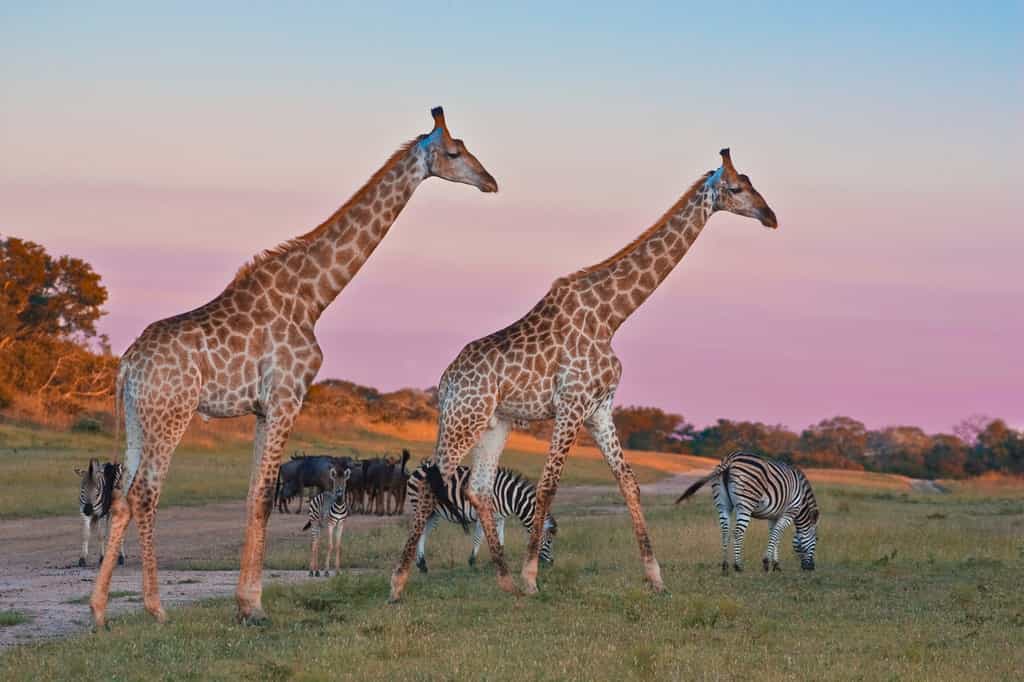 Giraffes