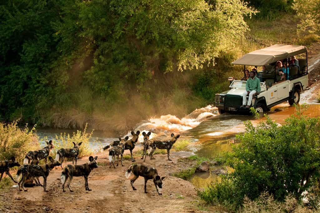 African wild dogs during the gamedrive