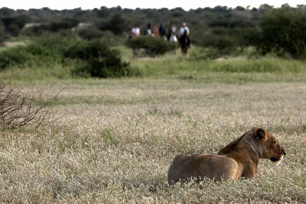 Mashatu Horse-back Safaris