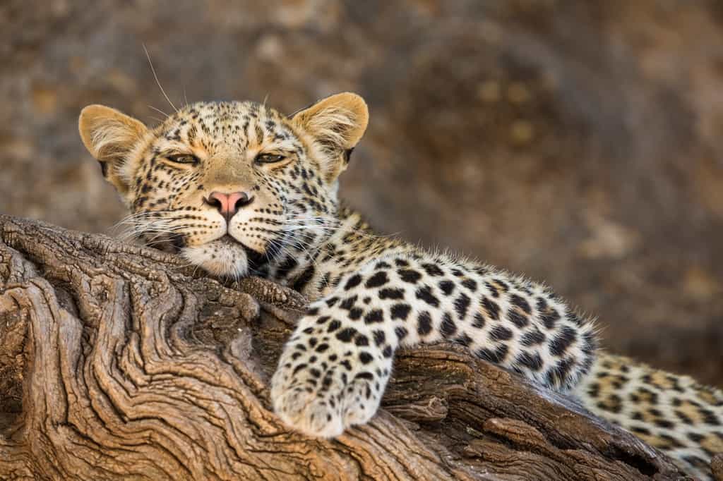 Leopard at Mashatu