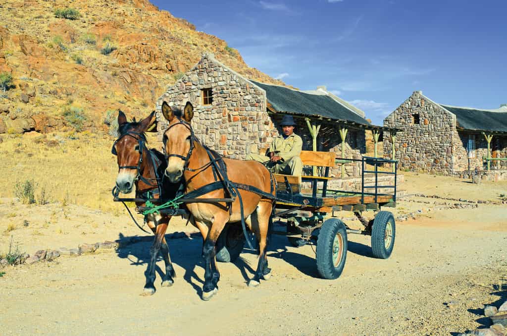 Donkey cart at Canyon Village 