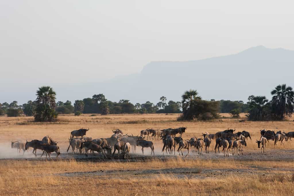 Game viewing in Seronera Area