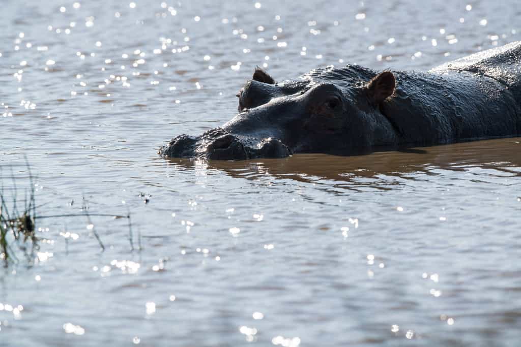 Game viewing in Seronera Area