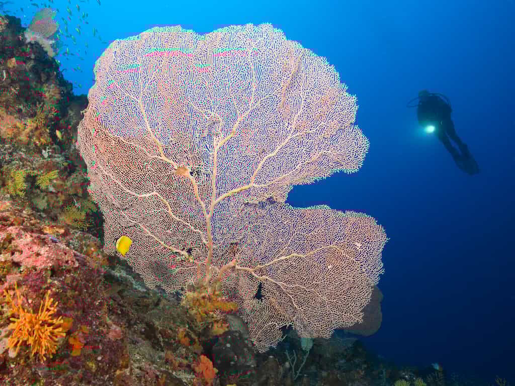 Gorgonian Coral in Mafia Island Marine Park
