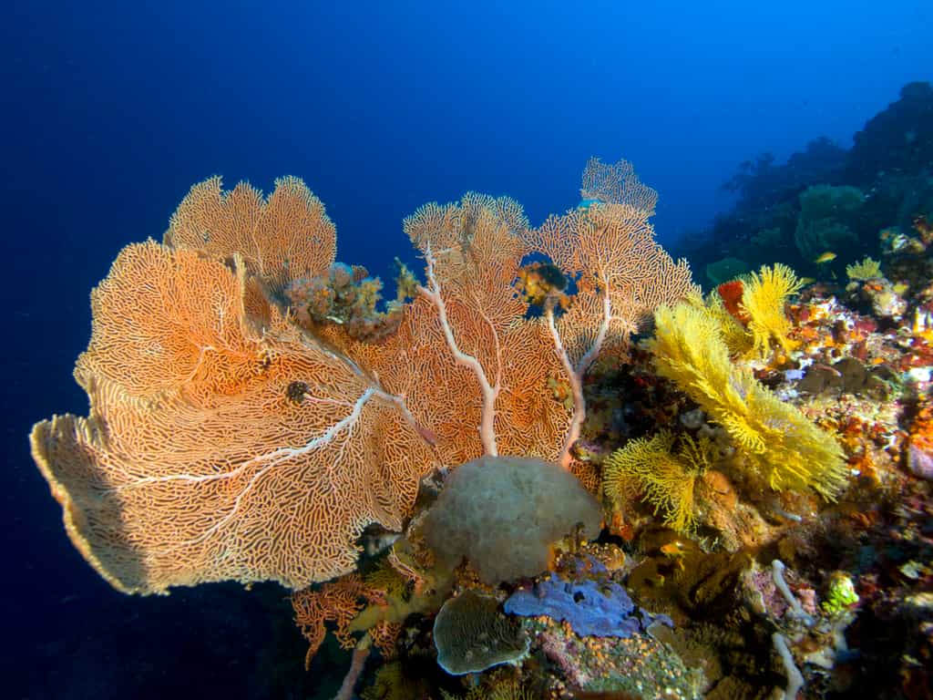 Beuatiful corals in Kinasi Pass, Mafia Island Marine Park