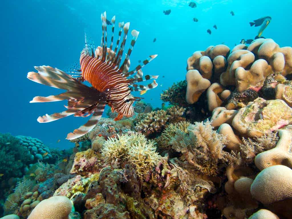 Lion Fish (Pterios volitans)