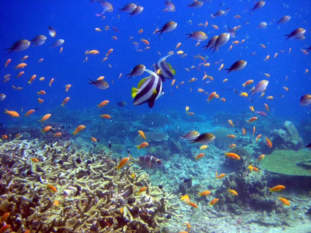 Coral Gardens in Mafia Island Marine Park