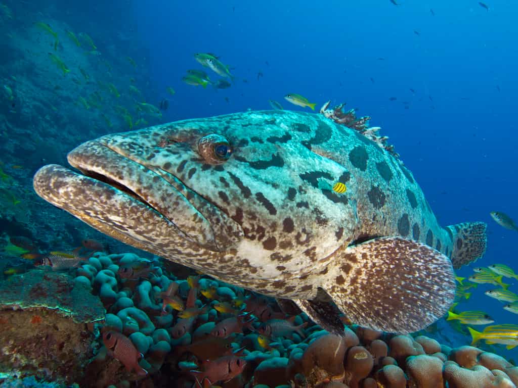 Giant Potato Cod (Epinephelus tukula)