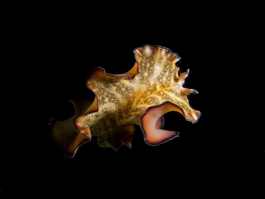Nudibranch in Mafia Island Marine Park