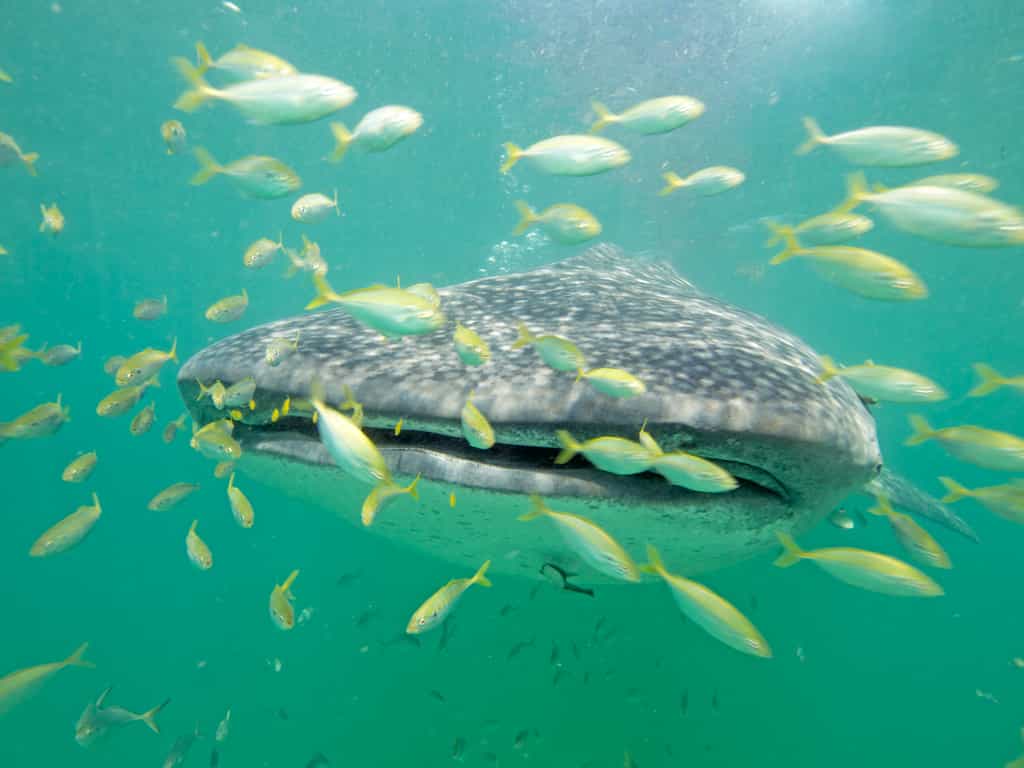 Whale shark (Rhincodon typus) near Kilindoni Mafia Island