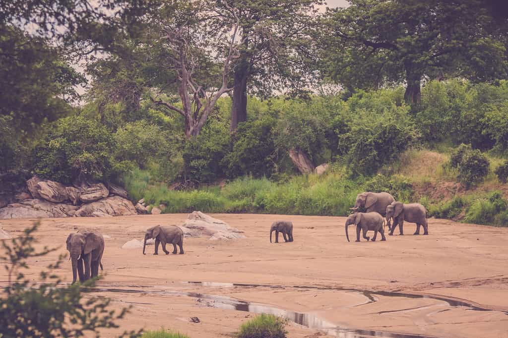 Elephants in the Mwagusi River bed