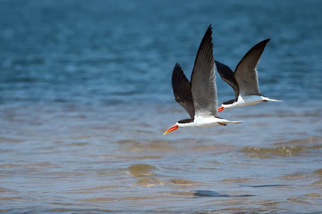 African skimmer pair