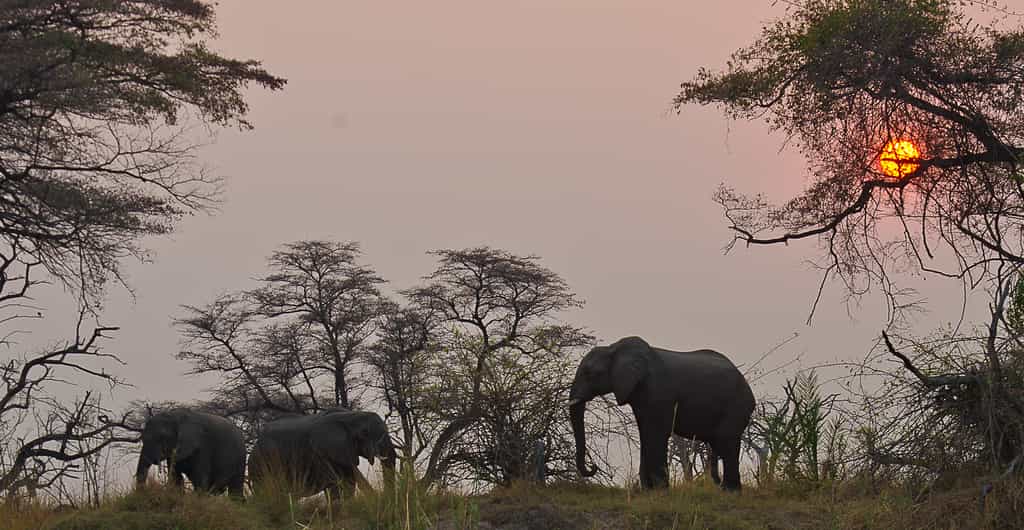 Elephants at Imbabala Zambezi Safari Lodge