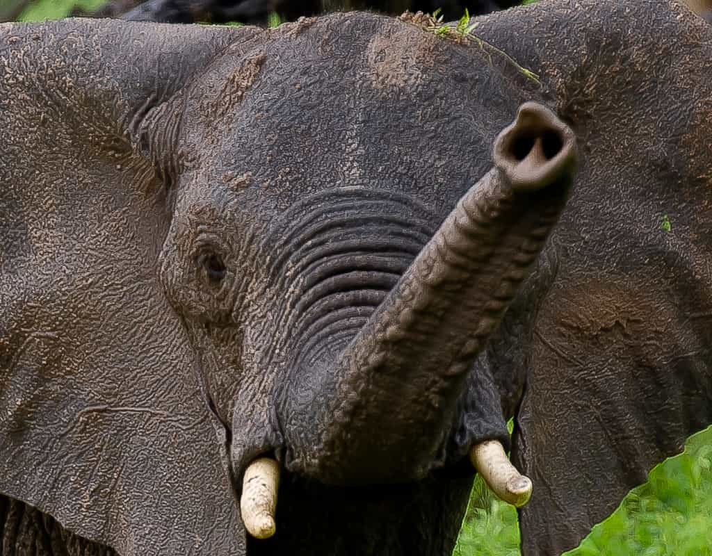 Elephant at Imbabala Zambezi Safari Lodge