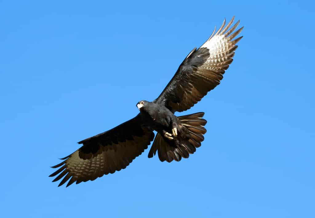 A beautiful shot of a black eagle during the evening viewing activity