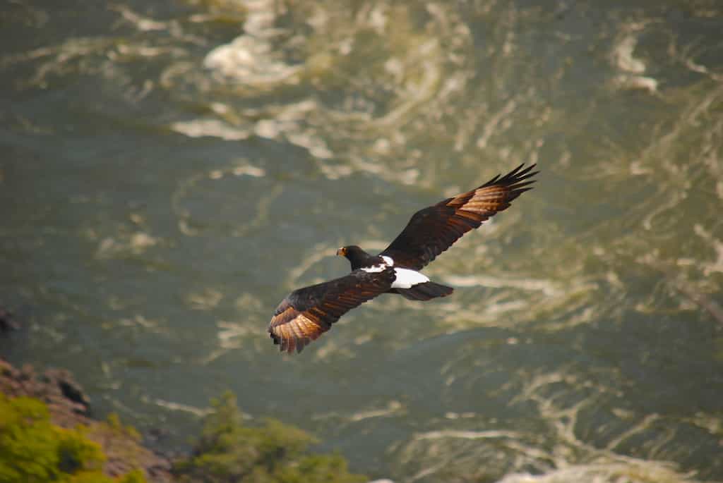 Black Eagle viewing is one of the activities on offer at the lodge