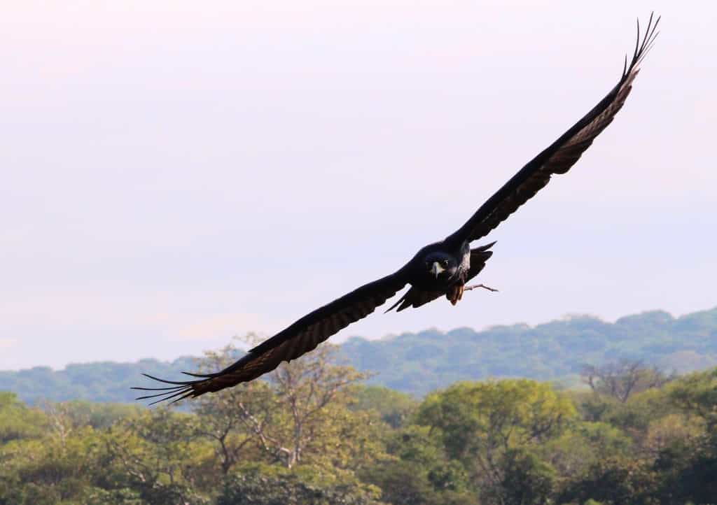 Black eagle carrying sticks to build its nest in the lodge