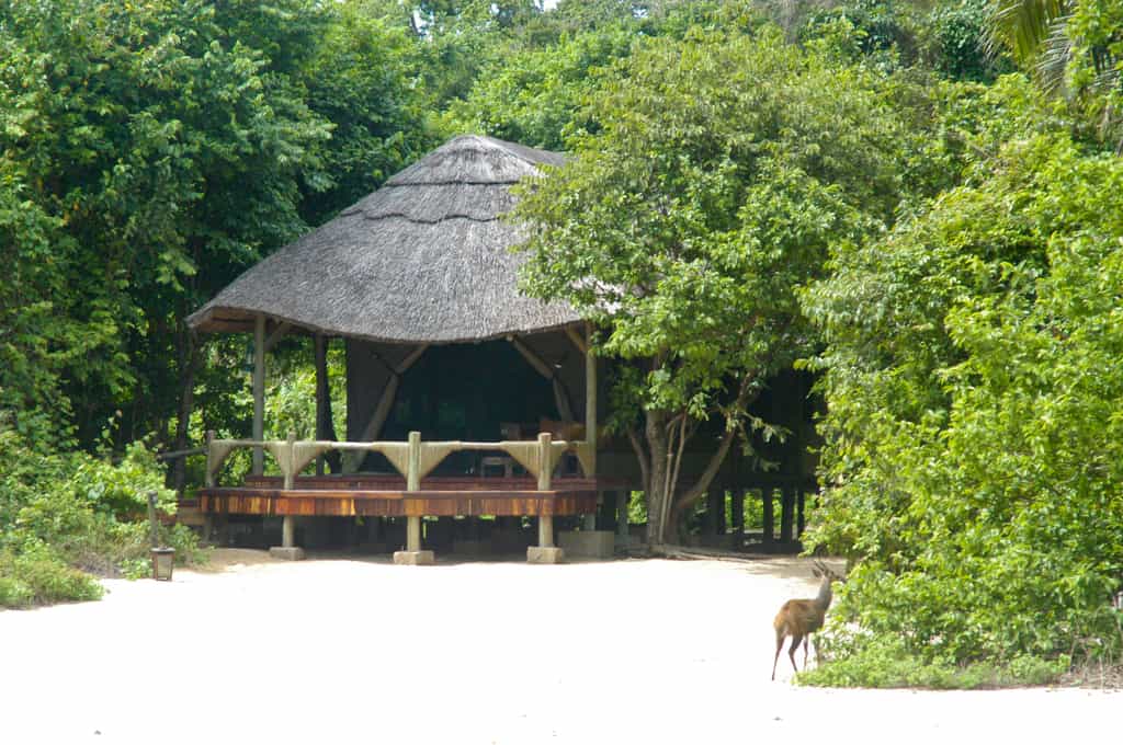 Duiker in front of room at Kungwe Beach Lodge