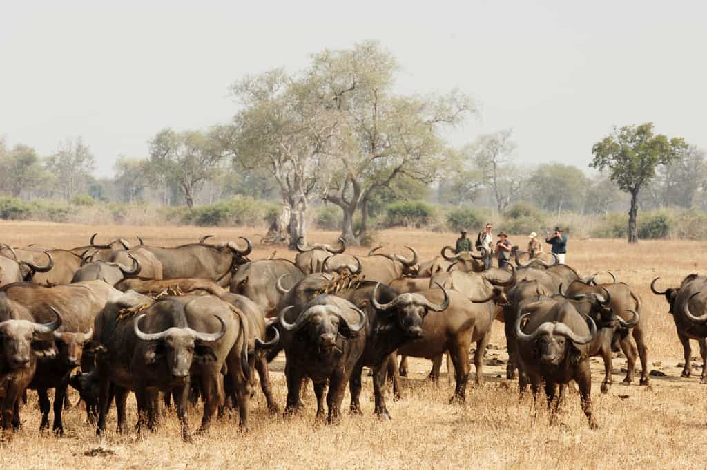 Great opportunities to get up close and personal with these amazing animals