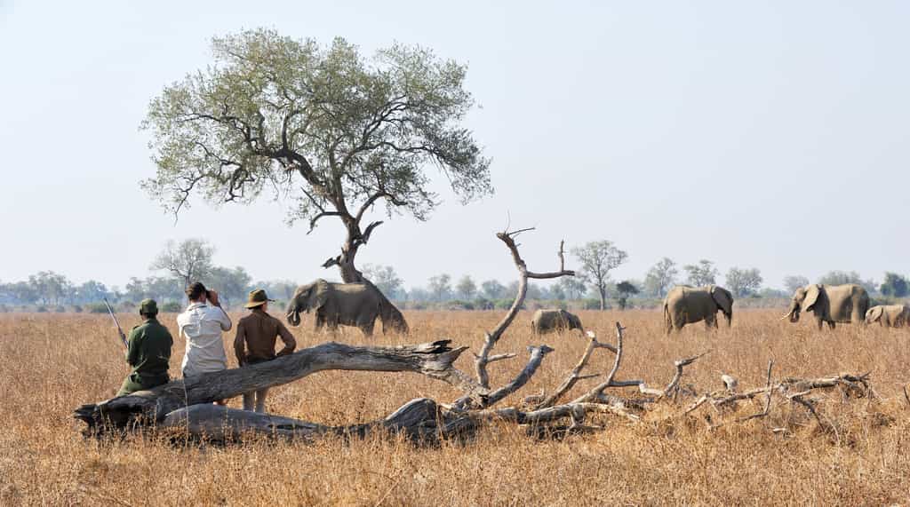 Great opportunities to get up close and personal with these amazing animals
