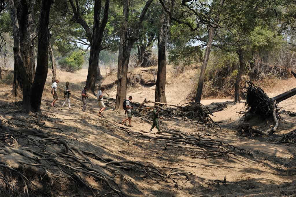 A beautiful walk is done between the two camps 