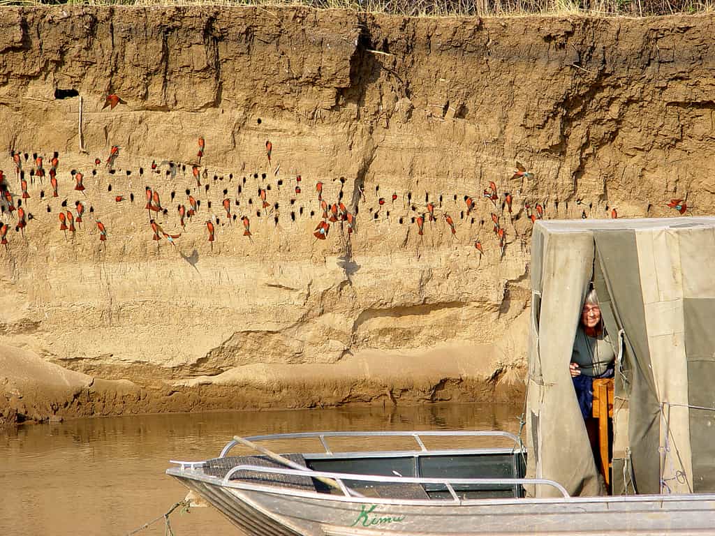 The Hide is put in place early September once the Carmines are established at their nesting site.