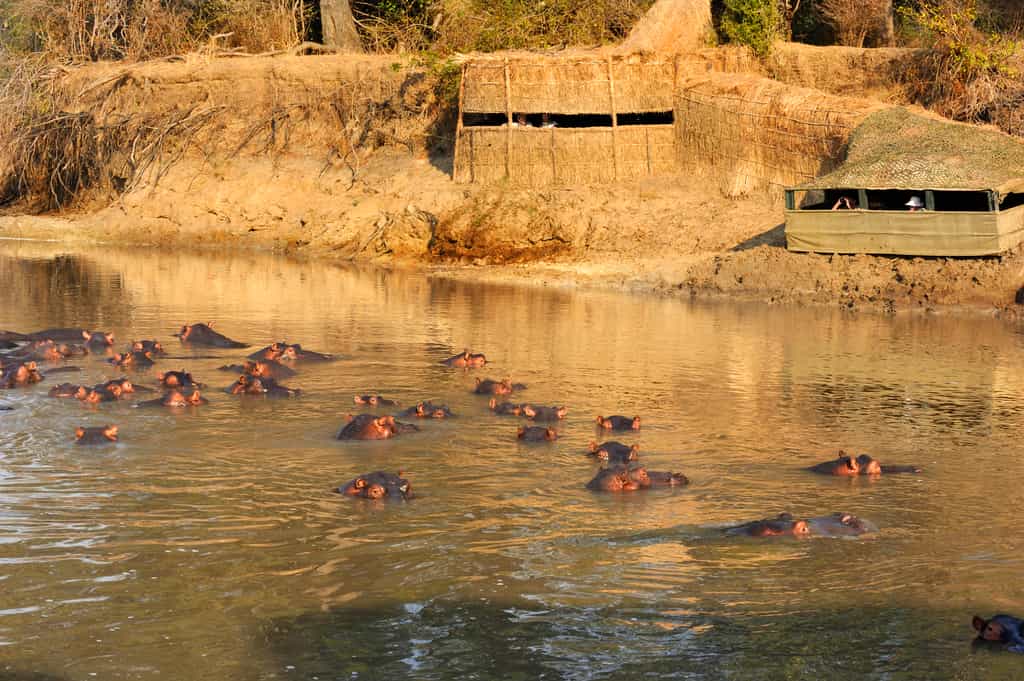 Hippo Hide is located on a deep corner at the confluence of the Luangwa and Mwamba rivers. 