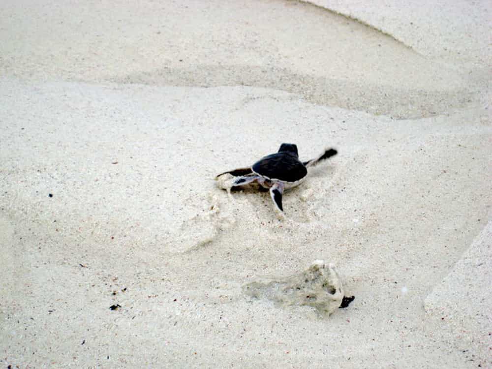Watching little turtles make it to the Indian ocean
