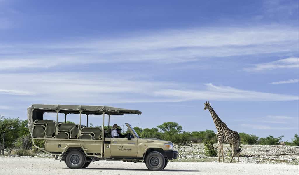 Game drives enjoyed at Onguma Game Reserve