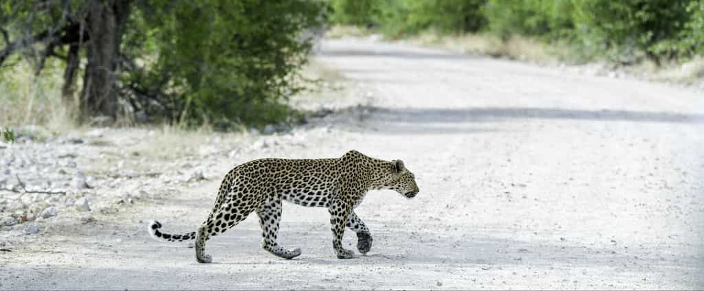 Wildlife experience at Onguma Tented Camp