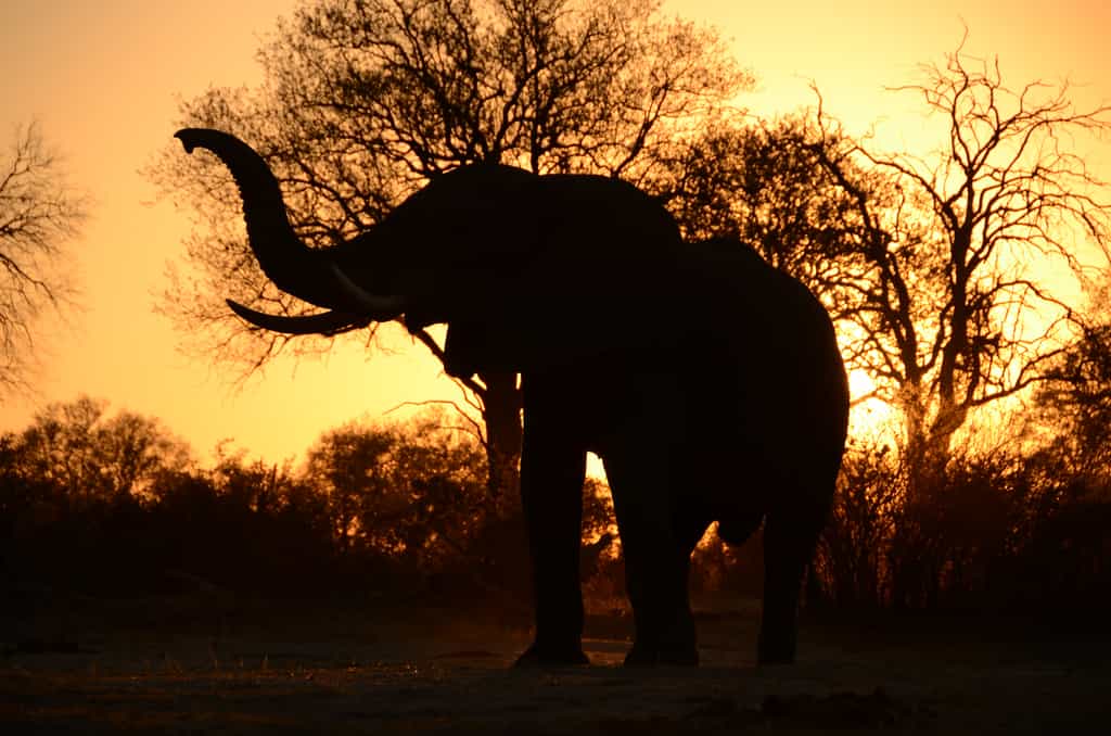 Elephant at sunset