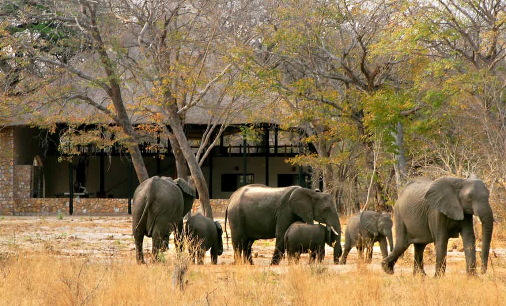 Elephants in Front of the Dining Room