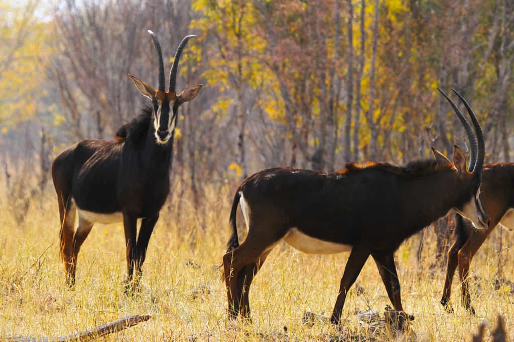 Seen on a game drive.