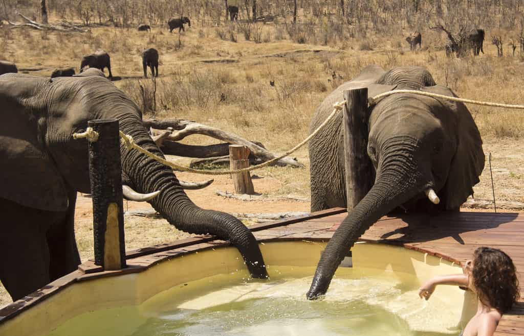 Amazing elephant experiences whilst overlooking the Khulu waterhole