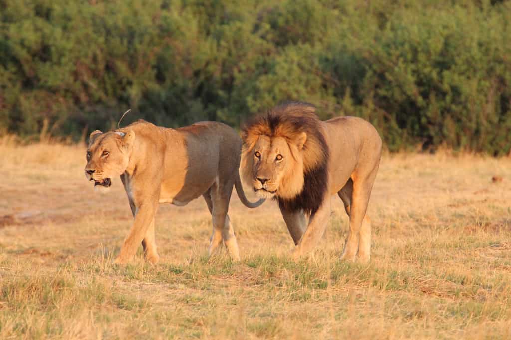 Many different types of animals are seen on game drives 