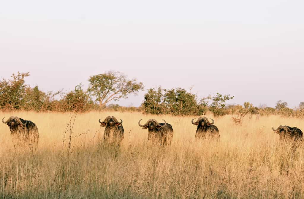 Buffalo on a game drive