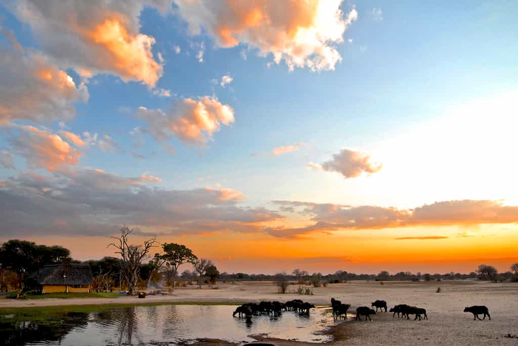 Buffalo drinking at Bomani pan as the sun sets.