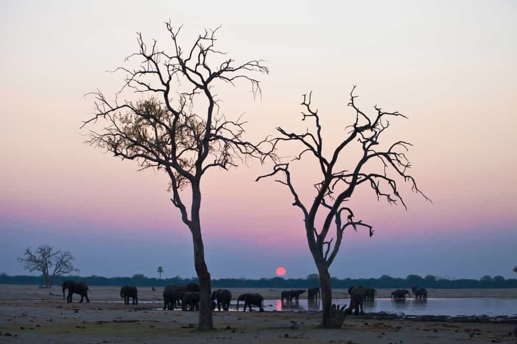 Elephants at a water hole close to the lodge.