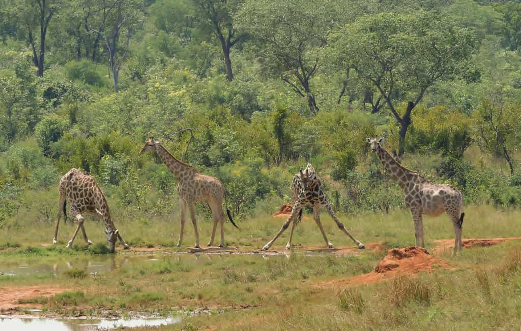 Giraffe at Ivory waterhole