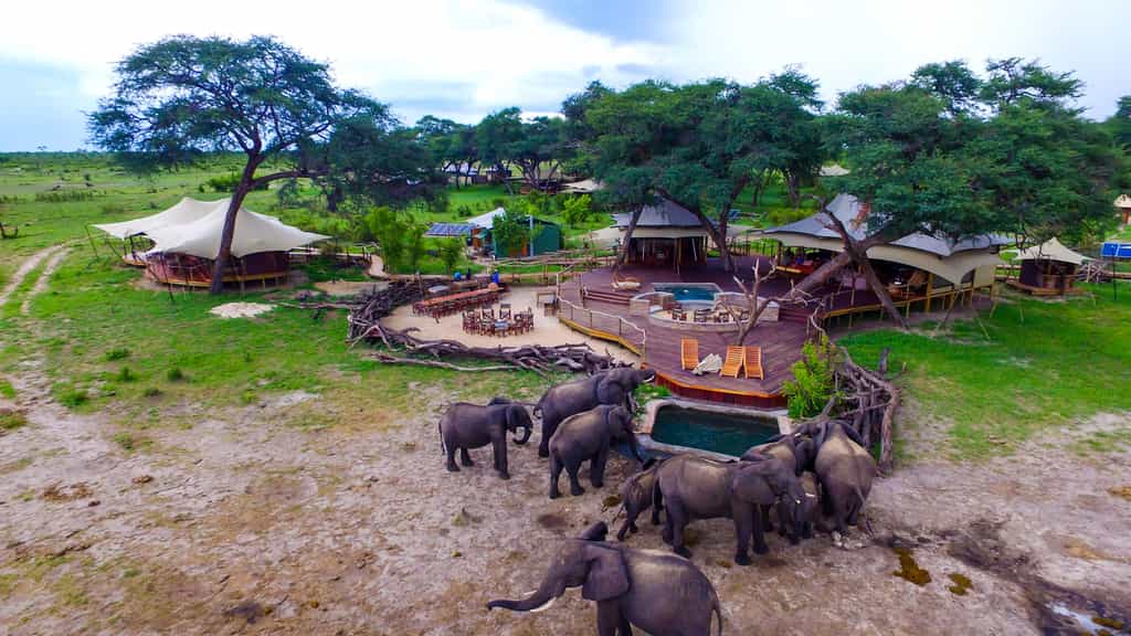 Elephants at the pool