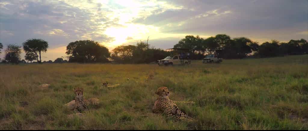 Cheetah's playing right infront of the vehicle
