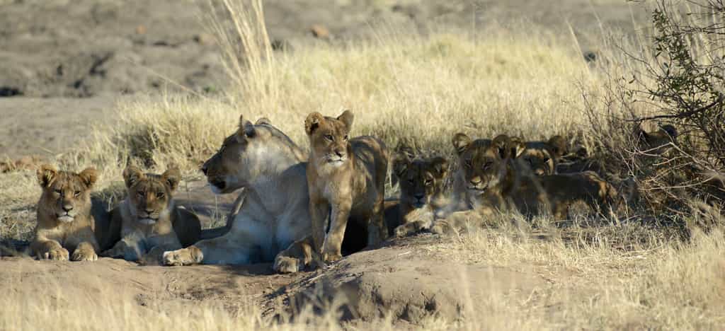 The Spice girl and her cubs