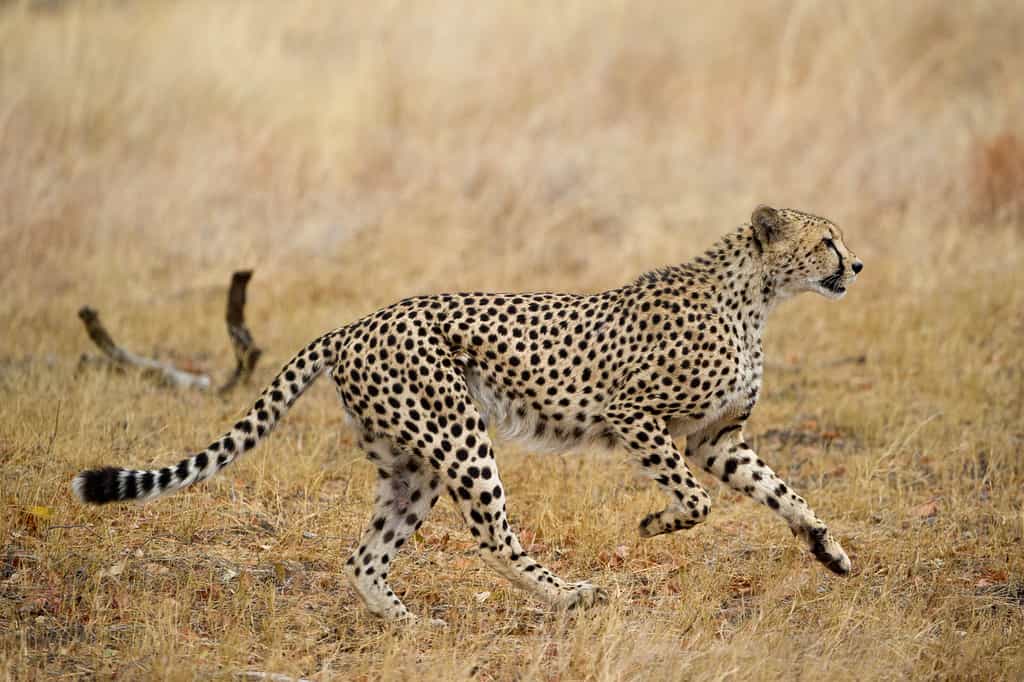 Cheetah and their movements are monitored closely 