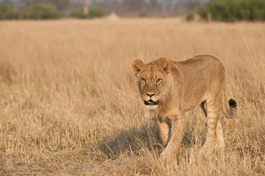 Lion are regularly sighted in the Linkwasha Concession