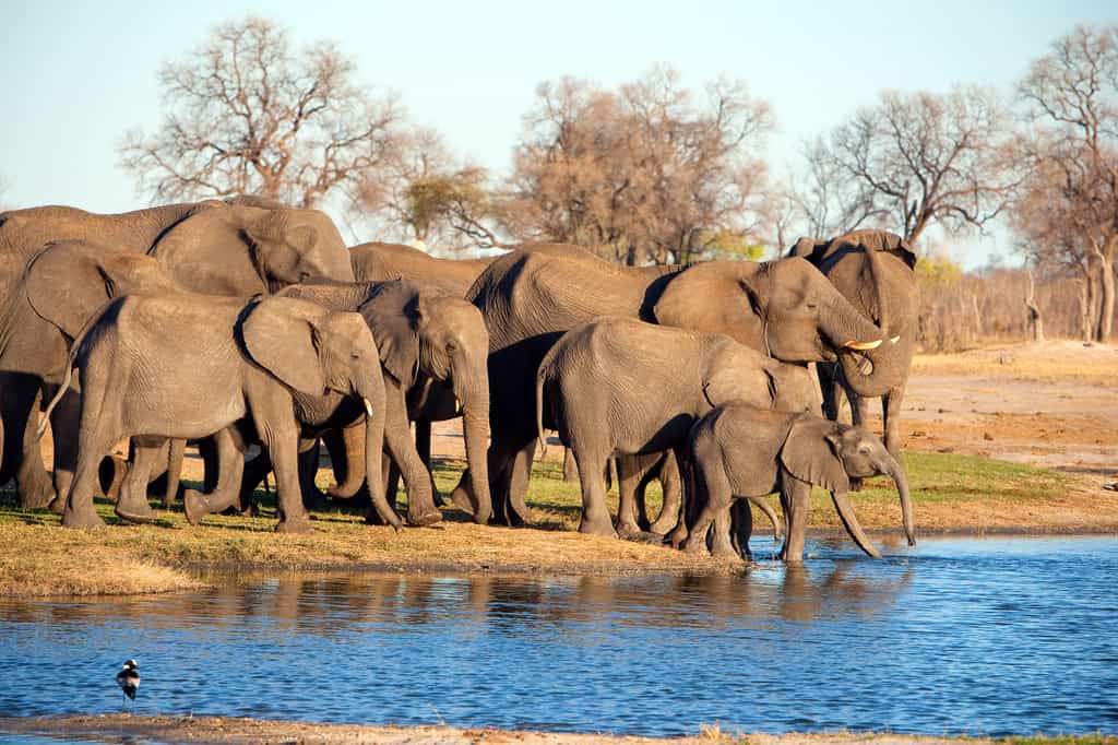A herd of elephant visit a waterhole to drink