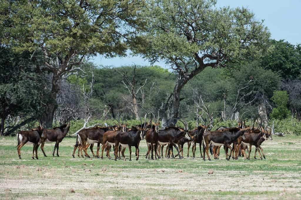Sable graze on the short green grass