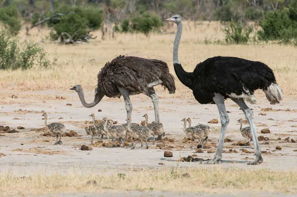 Ostrich pair with their chicks