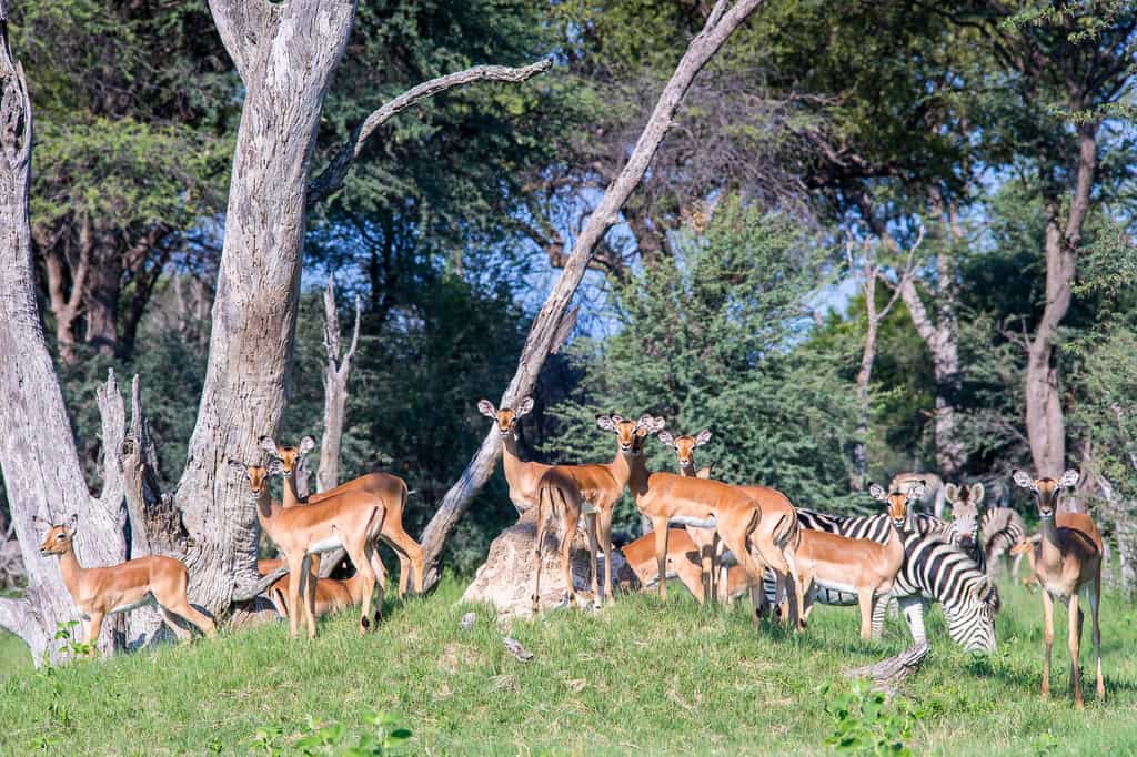 Herds of wildlife such as impala and zebra enjoy the green grass