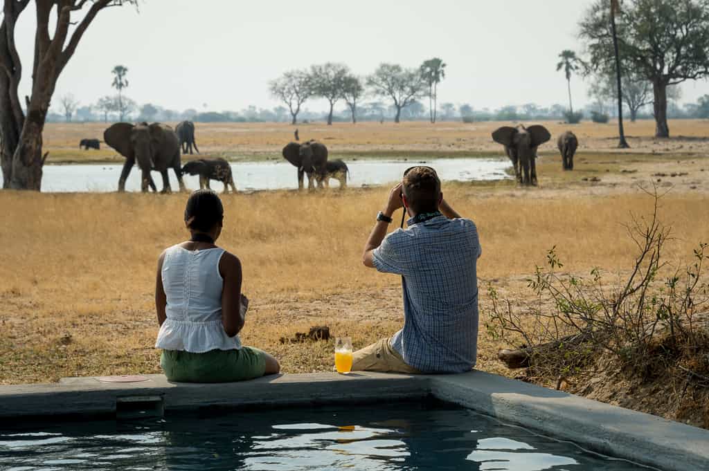 Elephants around Linkwasha