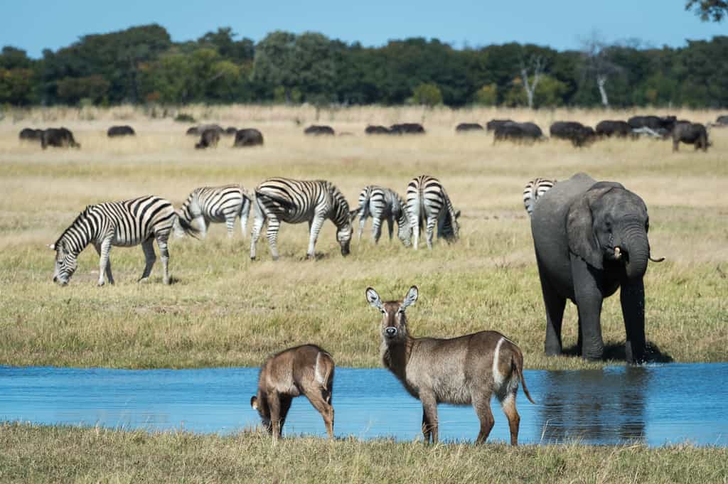 Wildlife gather at one of Hwange's many pans